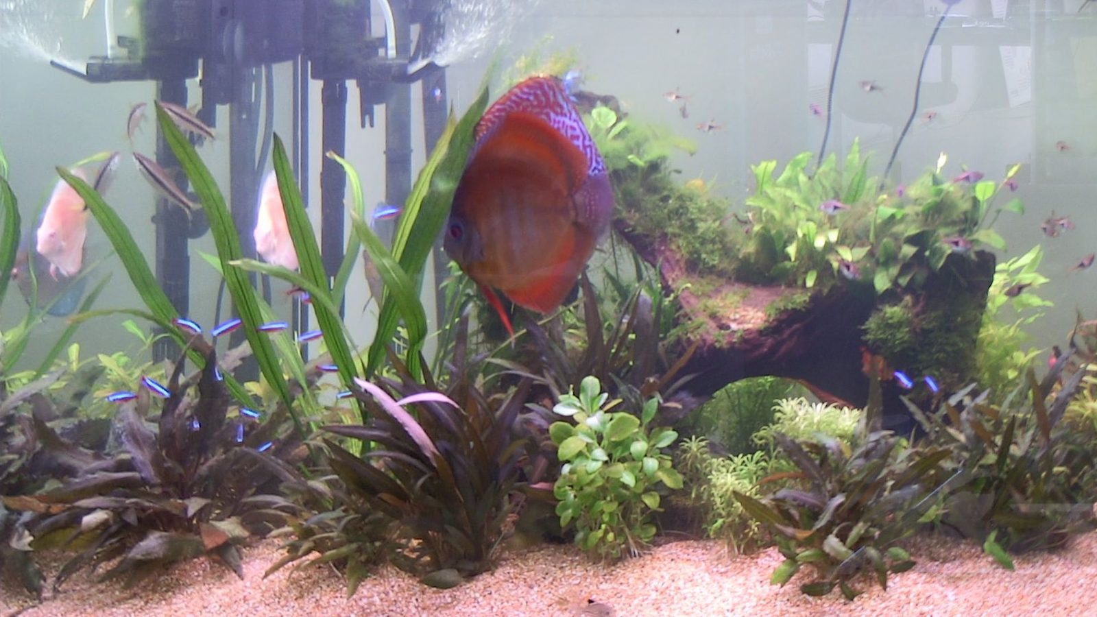 The FishTank aquarium in the Railab laboratory: discus, cardinal tetras and plants